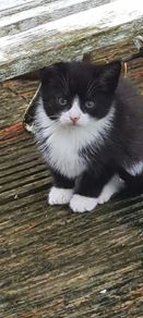 kittens for adoption