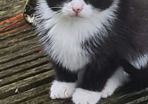 kittens for adoption