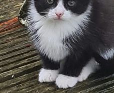 kittens for adoption
