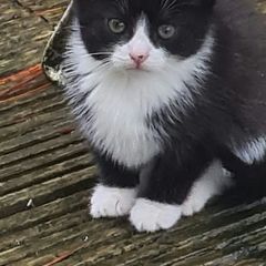 kittens for adoption