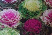 Decorative Cabbage Seeds