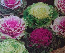 Decorative Cabbage Seeds