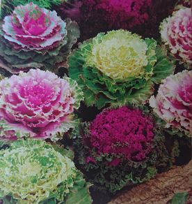 Decorative Cabbage Seeds