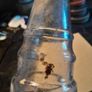 vintage esso oil bottle Image 8