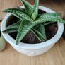 Houseplant- Zebra Haworthia Image 6