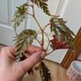 Begonia serratipetala Image 2