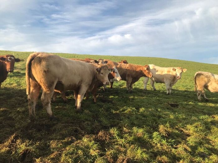 Cattle