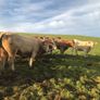 Cattle Image 6
