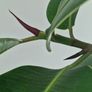 High Ficus rubber Plant Image 8