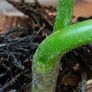 Philodendron Pedatum loss variegation Image 5