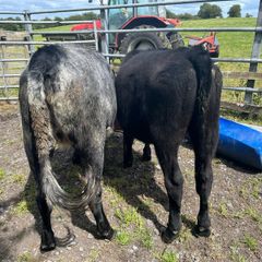 Heifers