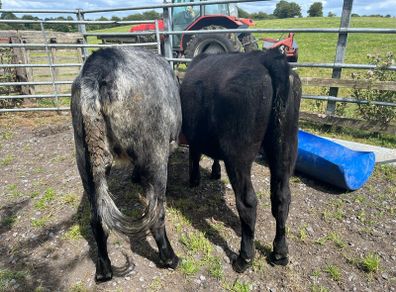 Heifers