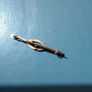 Edwardian  Gold Brooch Image 5
