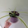 Spider plant and pot. Image 2