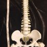 Vintage anatomical human spine Image 5