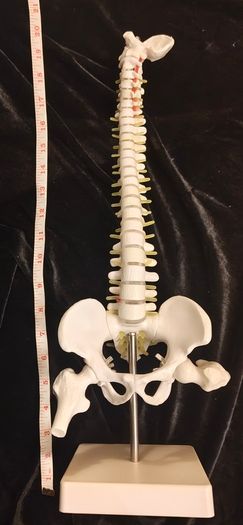 Vintage anatomical human spine