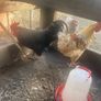 Chickens Image 3