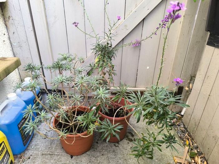 garden plants