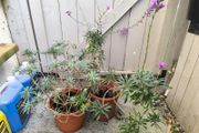 garden plants