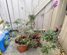 garden plants