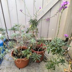 garden plants