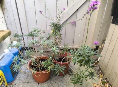 garden plants