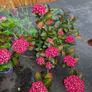 Hydrangea Image 5