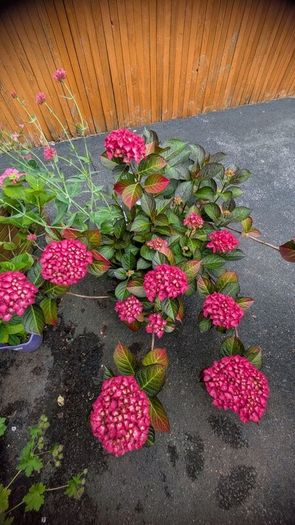 Hydrangea