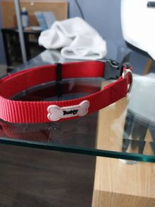 multifunctional dog lease and collar