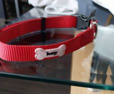 multifunctional dog lease and collar