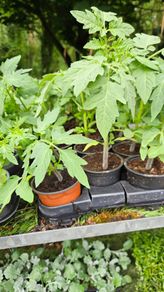 Tomato Plants