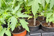 Tomato Plants