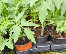Tomato Plants