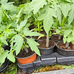 Tomato Plants