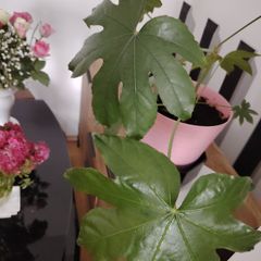 Plant