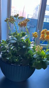 kalanchoe