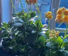 kalanchoe