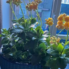 kalanchoe