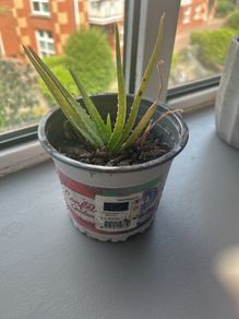 aloe vera plant