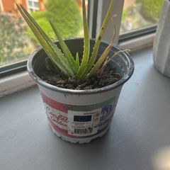 aloe vera plant
