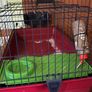 Rabbit/tortoise cage Image 2