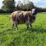 Dutch Spotted Ram lamb Image 7