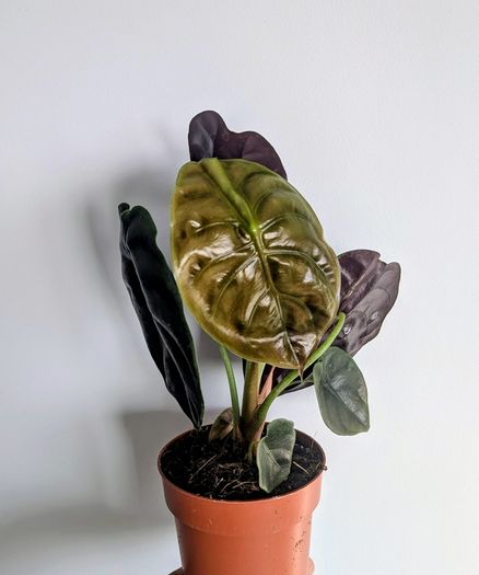 Alocasia Cuprea Red Secret Plant