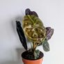 Alocasia Cuprea Red Secret Plant Image 5
