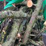 Sycamore Firewood Image 2