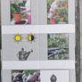 fig tree plant Image 3