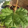Gunnera manicata Image 4