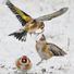 red tail hawk