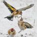 red tail hawk