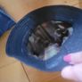 Free Bucket Hats x3 Image 4